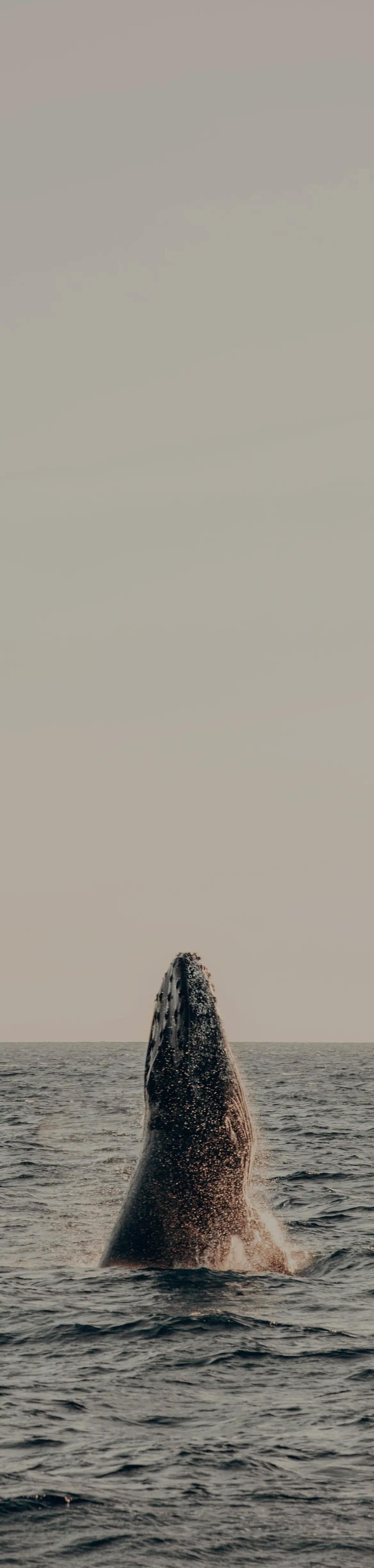 Ballena en el océano 1